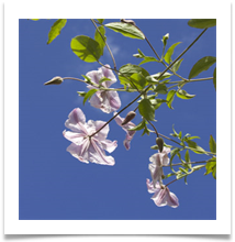 Pink Clemetis, Blue Sky - Helen Kulczycki 